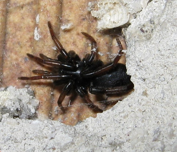 Zelotes pedestris?